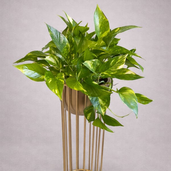 Potted trailing green plant in a gold stand