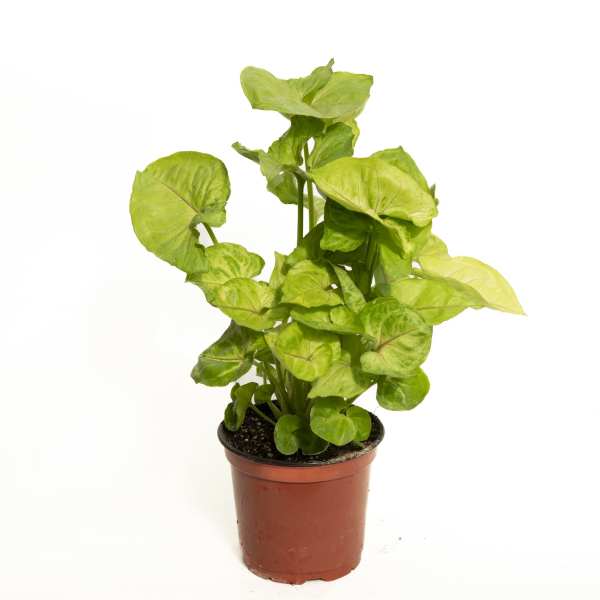 Potted green houseplant with broad arrow-shaped leaves