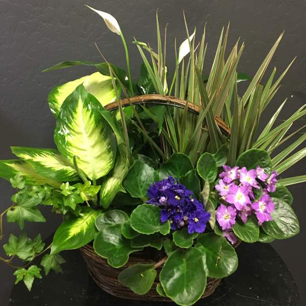 Purple Violet Dish Garden