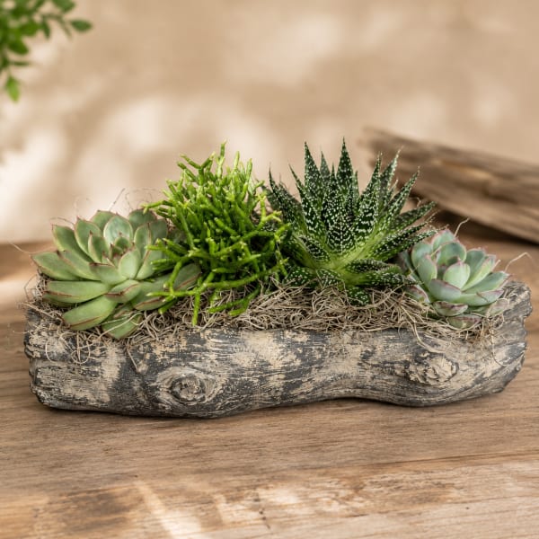 Rustic Succulent Garden