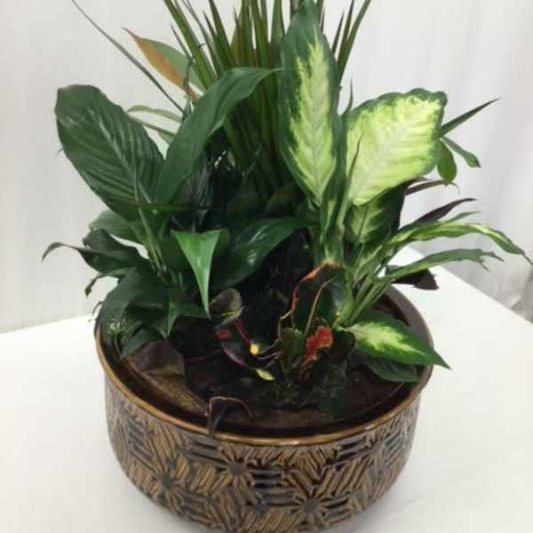 Tropical green plant arrangement in a decorative round pot