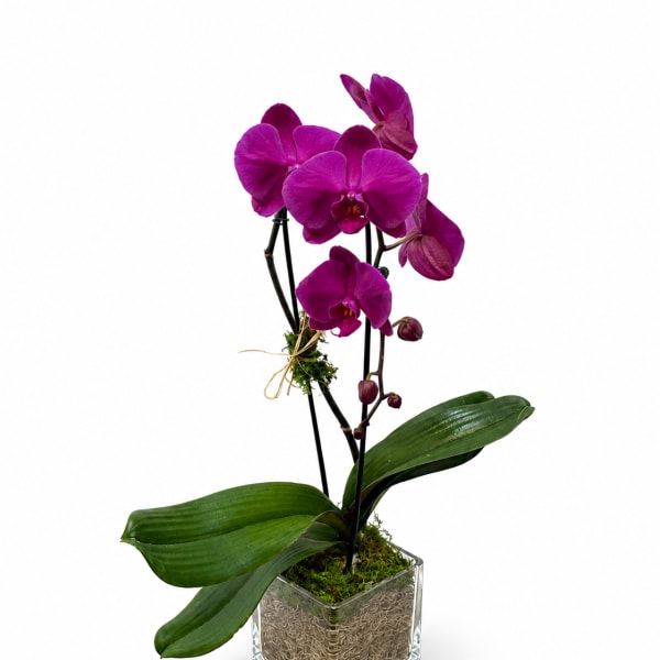 Single Stem Purple Orchid