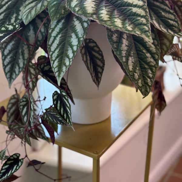 Potted plant with dark patterned leaves in a white container
