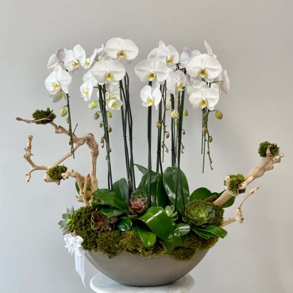 White orchids in a bowl planter with succulents and moss