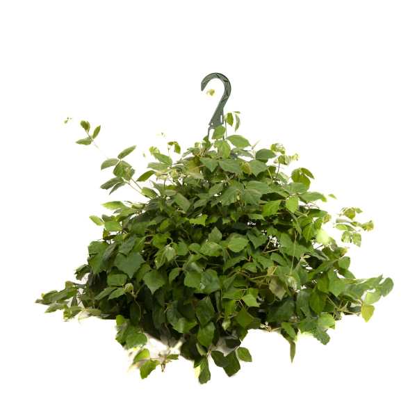 Hanging basket of dense green ivy with a metal hook