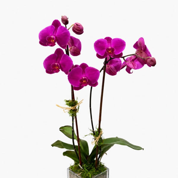 Double Stem Purple Orchid