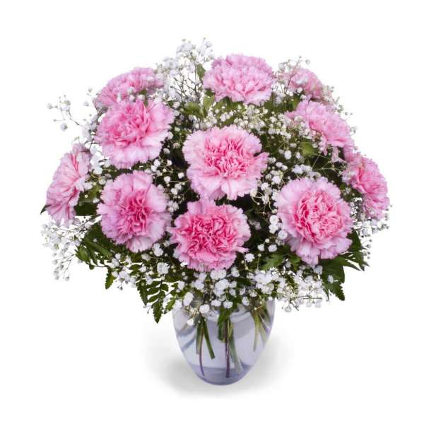 Carnations with Care