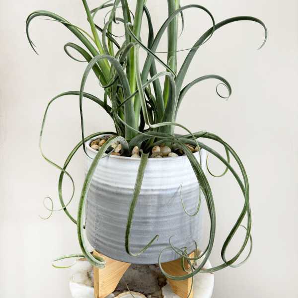 Potted curly-leaf plant in a gray ceramic pot