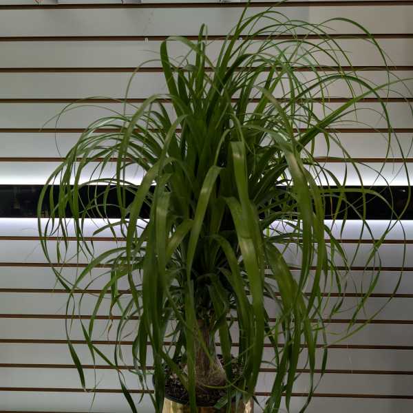 Ponytail Palm (Large)