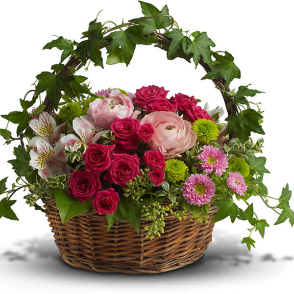 Basket of pink and white flowers with ivy arching over the top