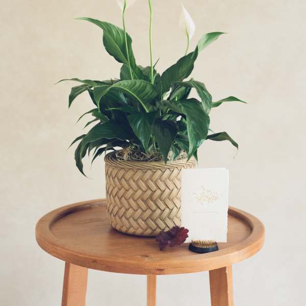 Potted peace lily with white blooms in a woven basket planter
