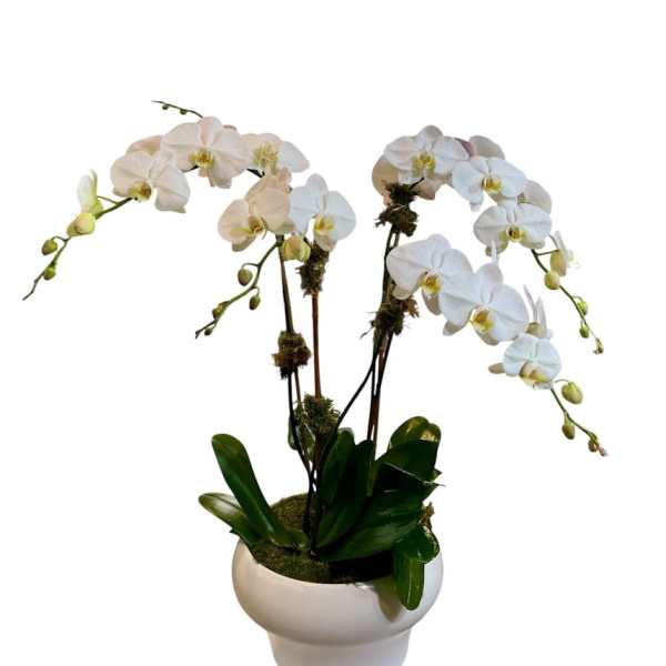 White orchid plant in a white ceramic pot