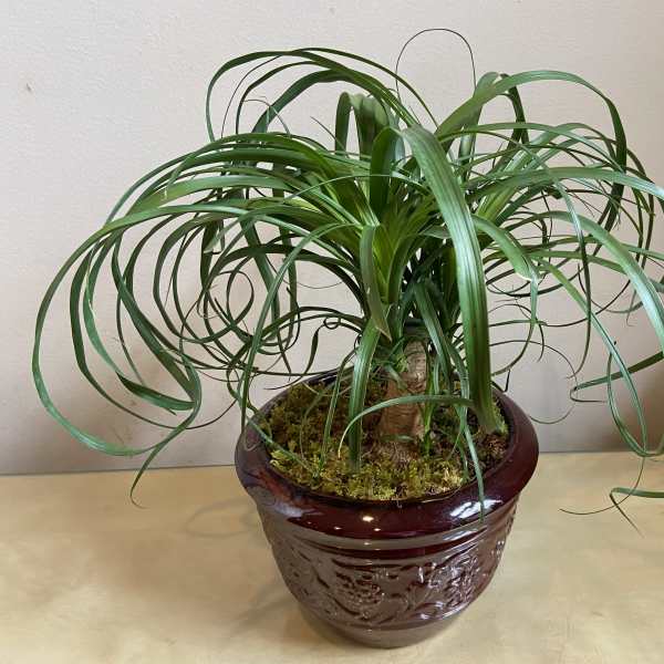 Potted ponytail palm in a glossy burgundy ceramic planter