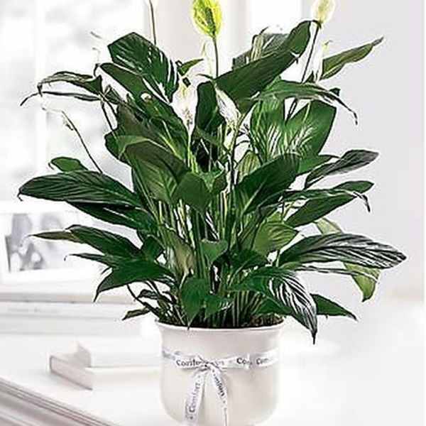 Comfort Planter