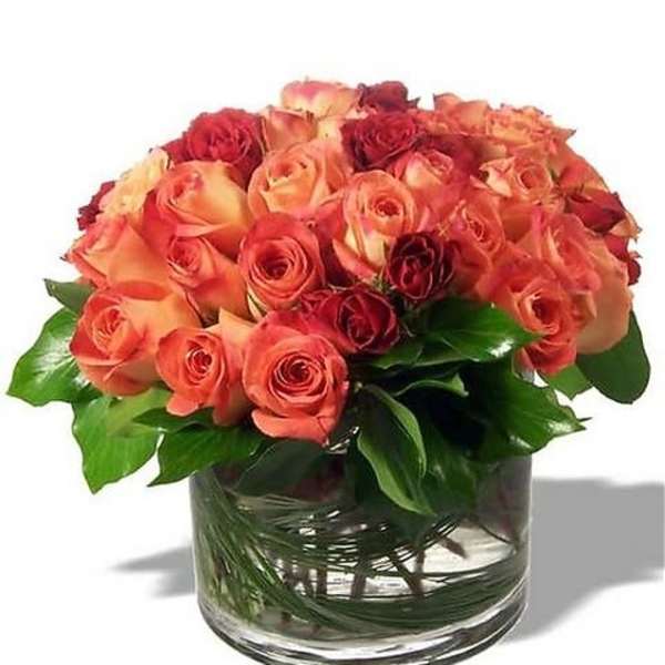 Rose Sensations