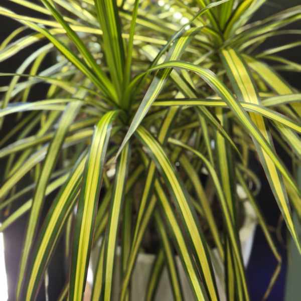 Dracaena Kiwi