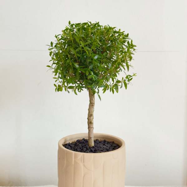 Olive Grove Myrtle Topiary