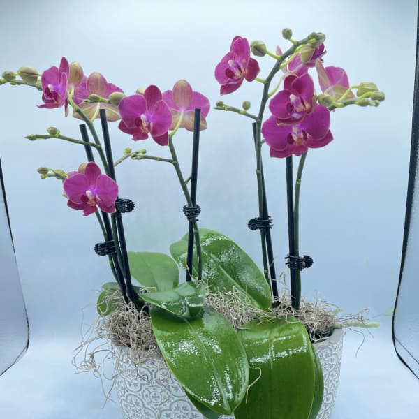 Purple Mini Orchids