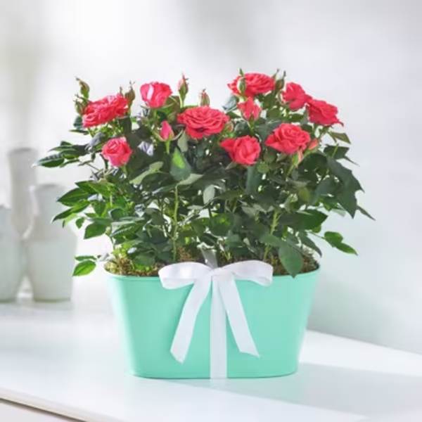Pink roses in a mint green pot with a white ribbon
