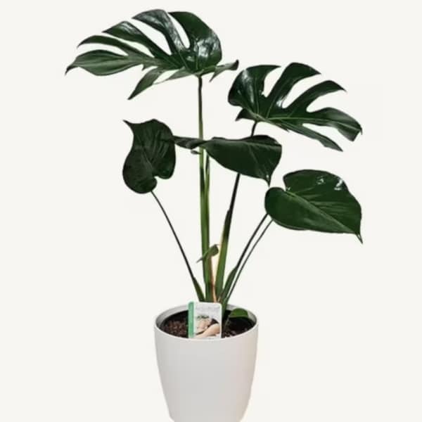 Monstera Deliciosa