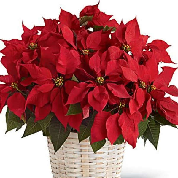Red poinsettia arrangement in a white woven basket
