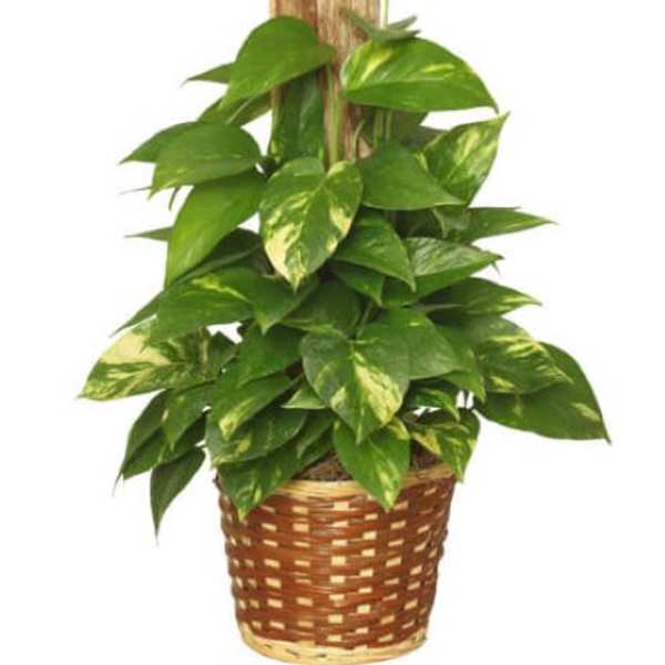 Potted pothos plant in a woven basket with a wooden trellis