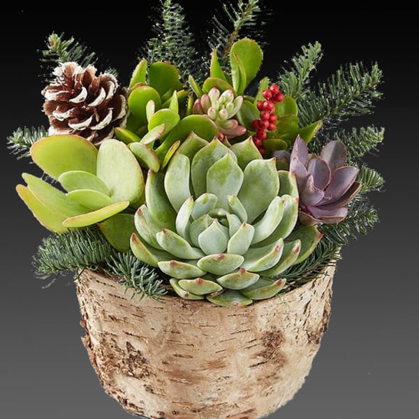 Succulent arrangement in a birch bark pot with pinecones and evergreen sprigs