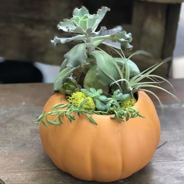 Succulents arranged in an orange pumpkin-shaped container