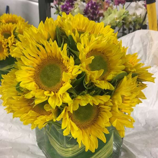Sunflower arrangement in a square glass vase