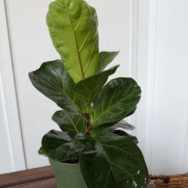 Potted fiddle leaf fig plant with large glossy green leaves