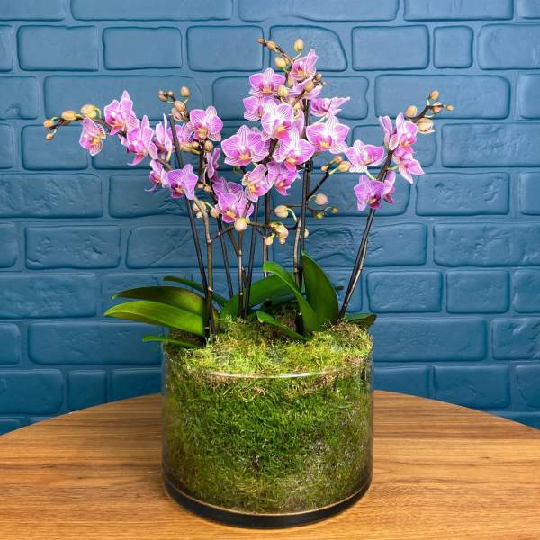 Blissford Orchid Centerpiece Pink