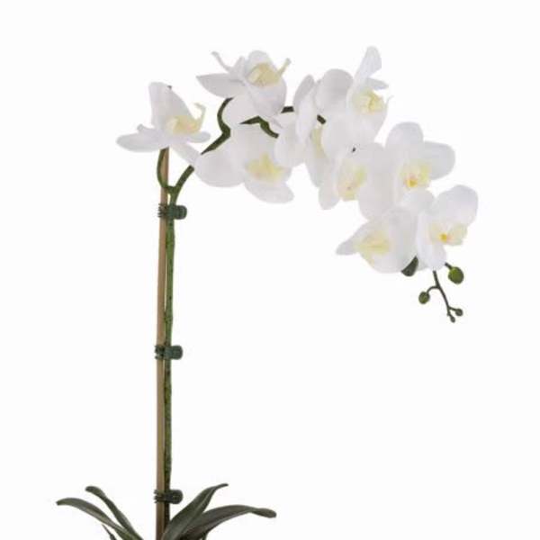 White orchid plant in a red square pot