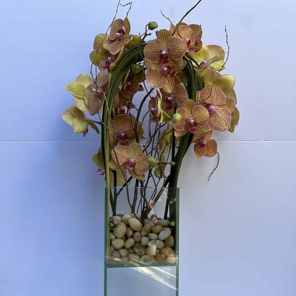 Orchid Zeus