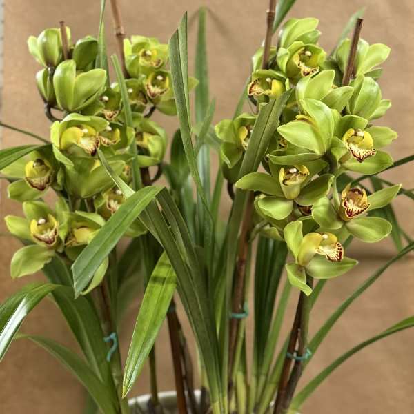 Green orchid blooms in a white pot
