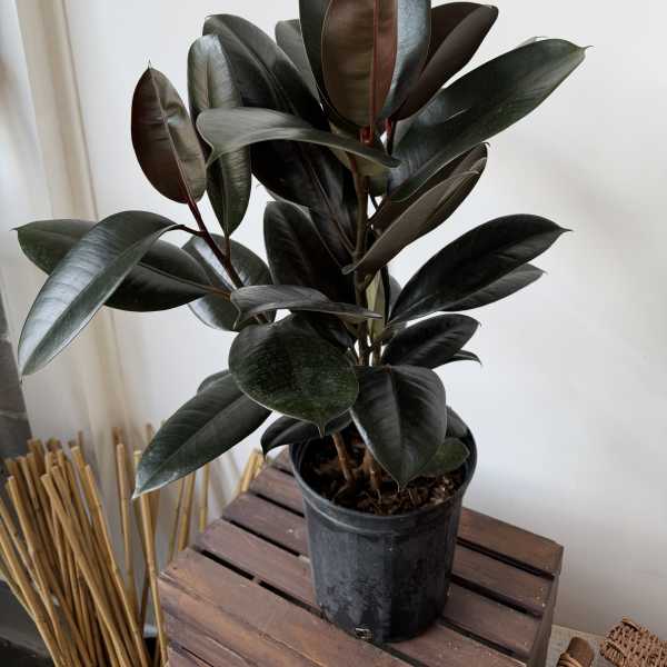 Potted rubber plant with dark glossy leaves in a black nursery pot