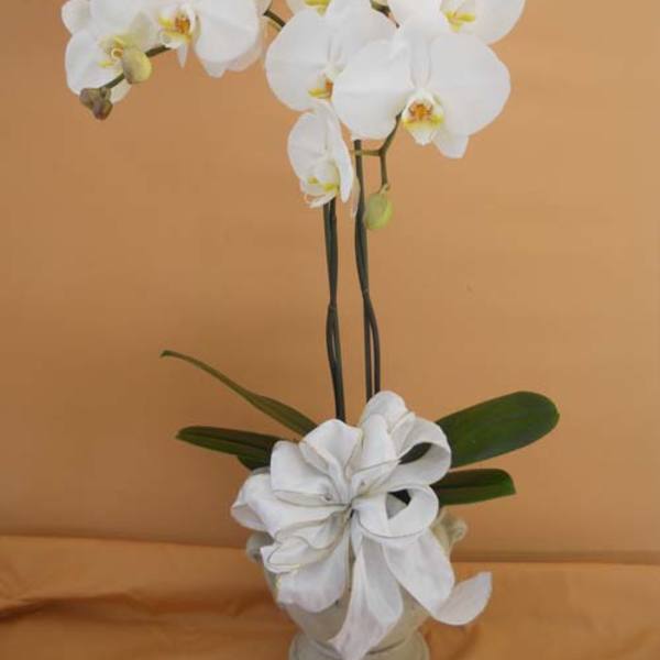 White orchid arrangement in a vase with a large white ribbon bow