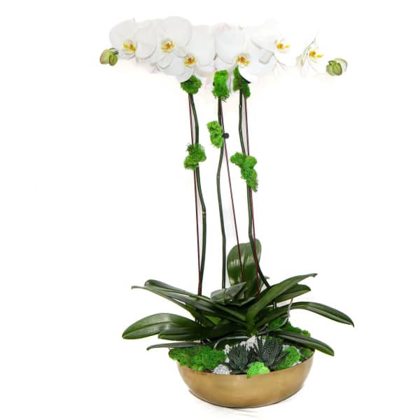 White orchid arrangement in a gold bowl with succulents