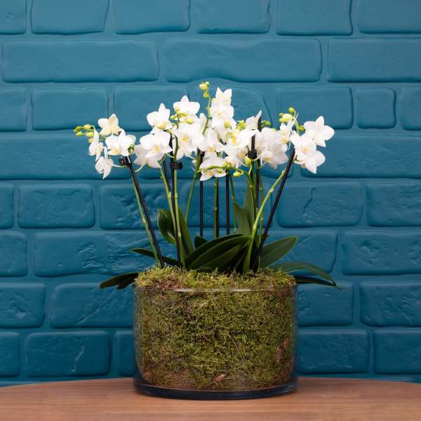 Blissford Orchid Centerpiece White