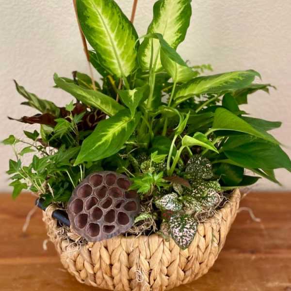 Basket planter with assorted green houseplants and a lotus seed pod