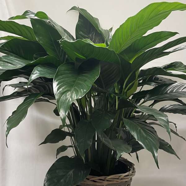 Tall leafy green potted plant in a two-tone woven basket on a draped surface