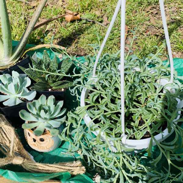 Potted succulents and an aloe plant arranged on green tarp outdoors