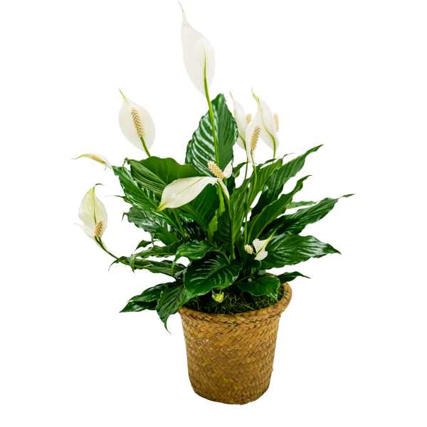 White peace lilies in a woven basket planter