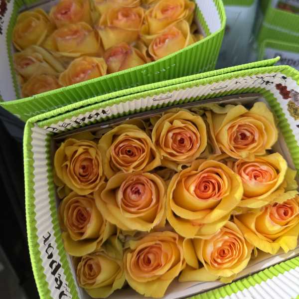 20 YELLOW ROSES PACK