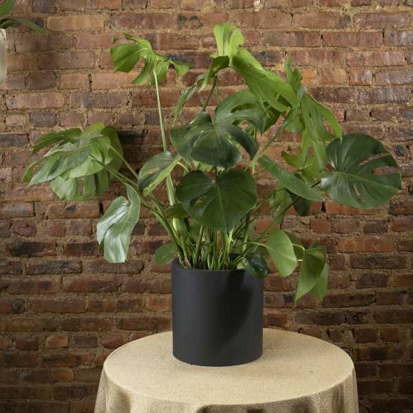 Potted monstera plant in a black container on a table