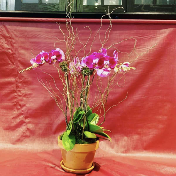 Potted orchid arrangement with bright pink blooms and curly branches