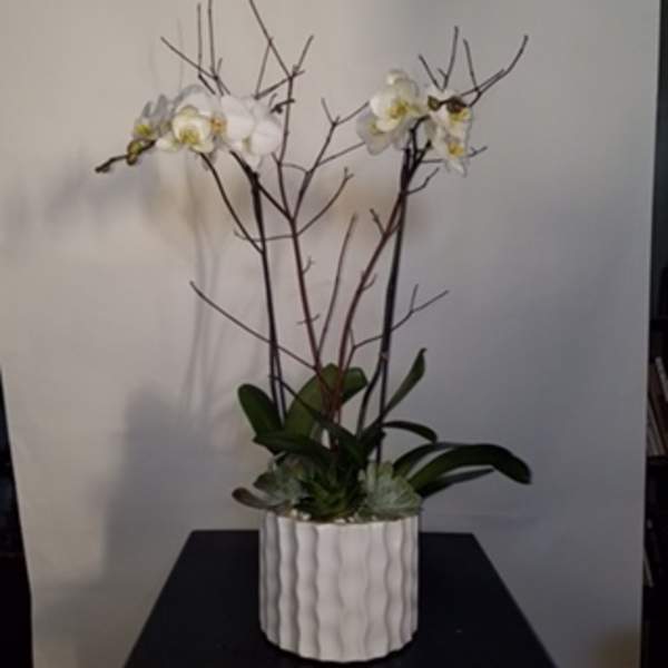 White orchid plant in a textured white pot
