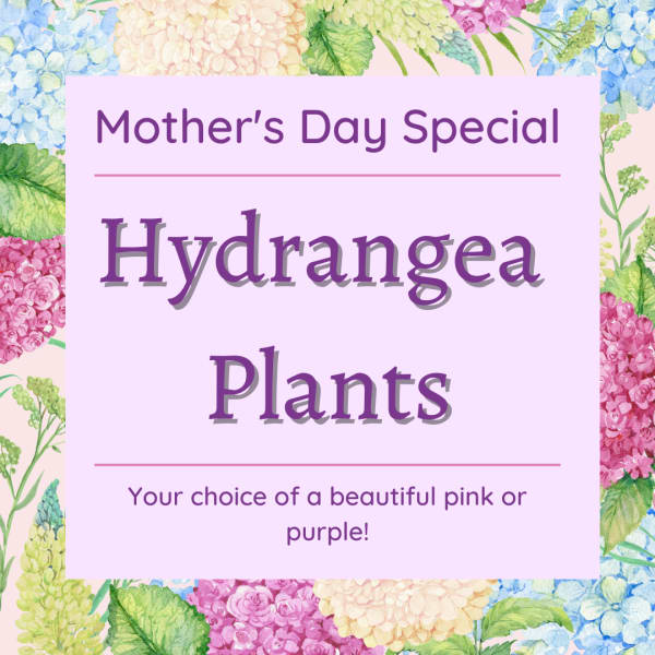 Mother's Day special sign for hydrangea plants in pink or purple
