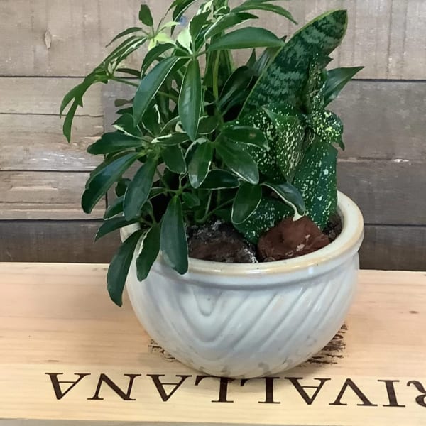 Potted green houseplant in a white ceramic bowl planter