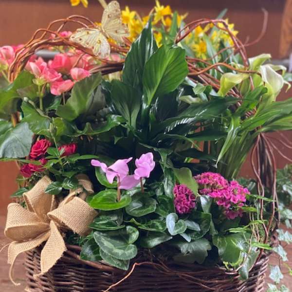 Spring Plant Basket