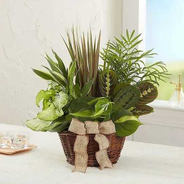 Mixed green houseplants in a wicker basket with a burlap bow